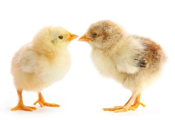 Dos pollos bebé —  Fotos de Stock
