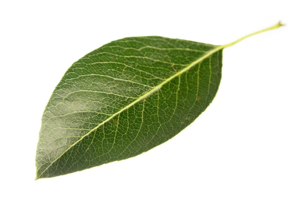 Pear leaf — Stock Photo, Image