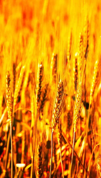 Wheat field detail — Stock Photo, Image