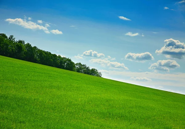 Erva verde lanscape — Fotografia de Stock