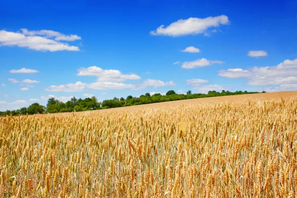 Campo de trigo — Fotografia de Stock