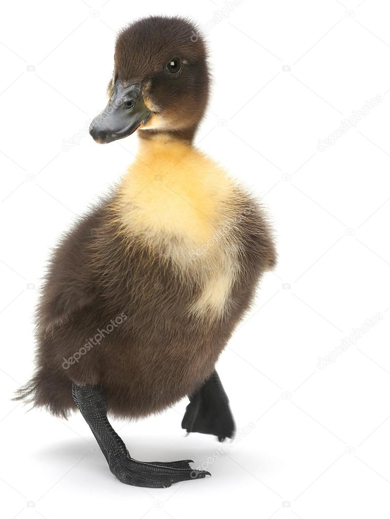 Young duck — Stock Photo © jimbo3904 #22514235