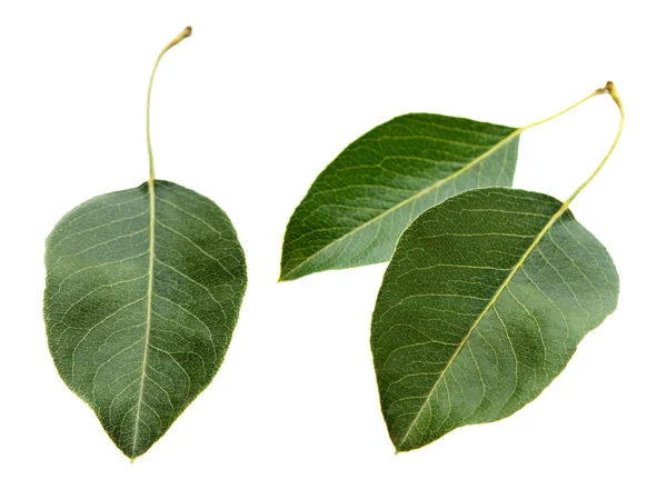Leaf set isolated — Stock Photo, Image