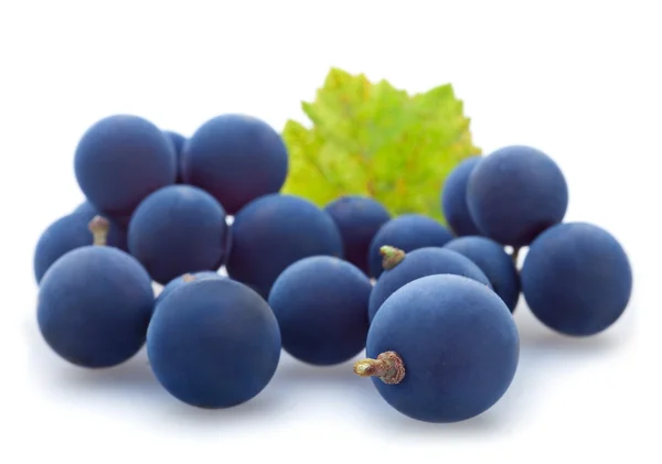 Bagas de uva azul — Fotografia de Stock