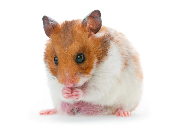 Röd och vit hamster — Stockfoto