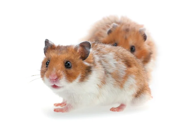 Röd och vit hamster — Stockfoto