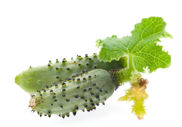 Jonge kleine komkommer — Stockfoto