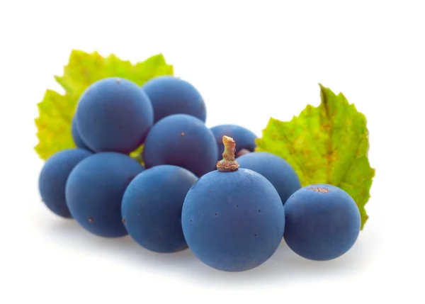 Błękitne jagody winogron — Zdjęcie stockowe