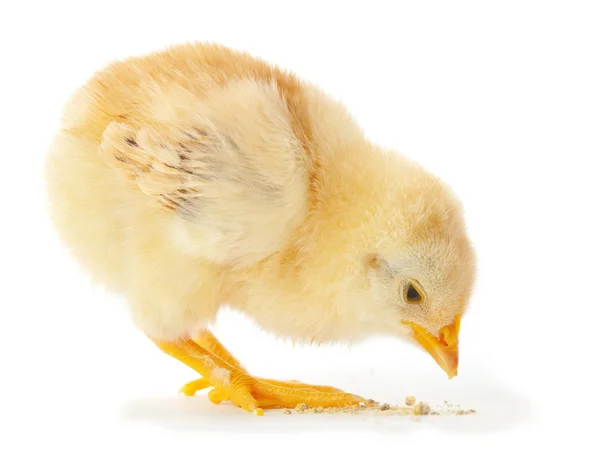 Pollo joven comiendo —  Fotos de Stock