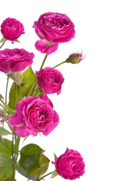 野生粉红色的玫瑰 — 图库照片