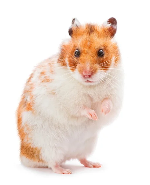 Hamster marrón — Foto de Stock