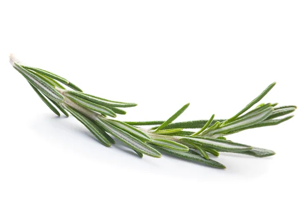 Rosemary twig herb — Stock Photo, Image