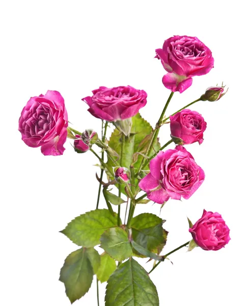野生粉红色的玫瑰 — 图库照片