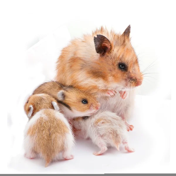 Mam met baby hamster — Stockfoto