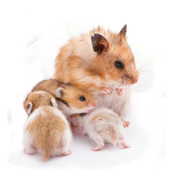 Mãe com bebê hamster — Fotografia de Stock