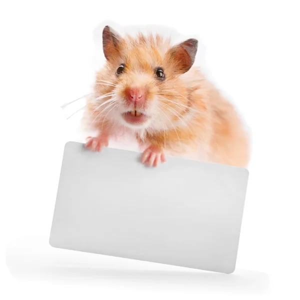 Hamster holds a business card — Stock Photo, Image
