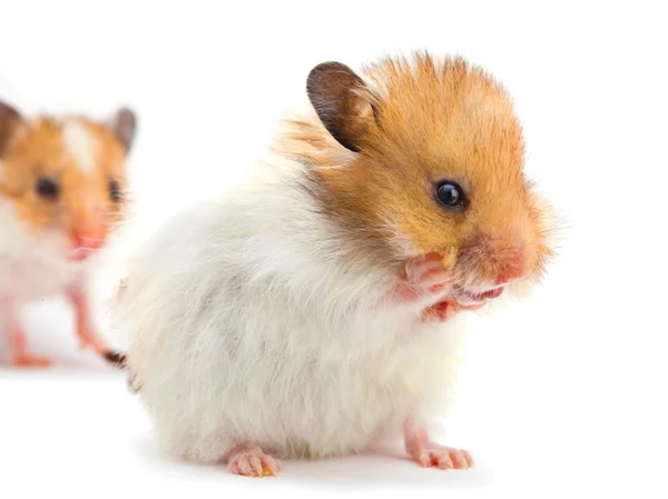 Hamster muda mencuci — Stok Foto