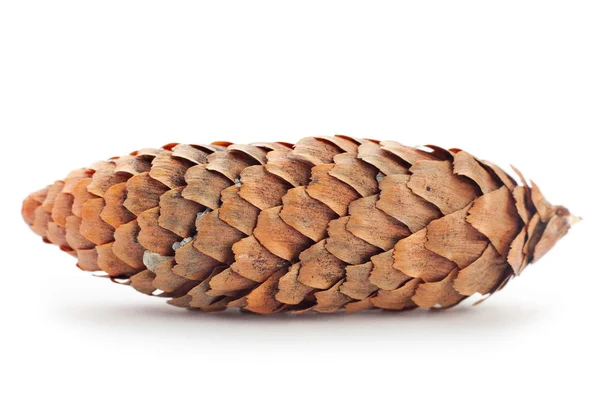 Closeup pine cone — Stock Photo, Image