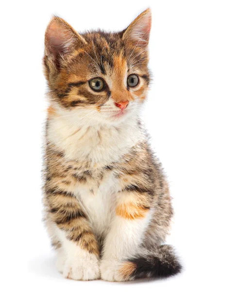 Young kitten on white — Stock Photo, Image