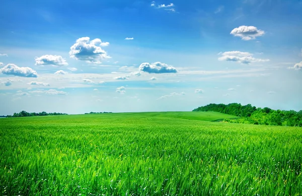 Campo di grano verde Fotografia Stock