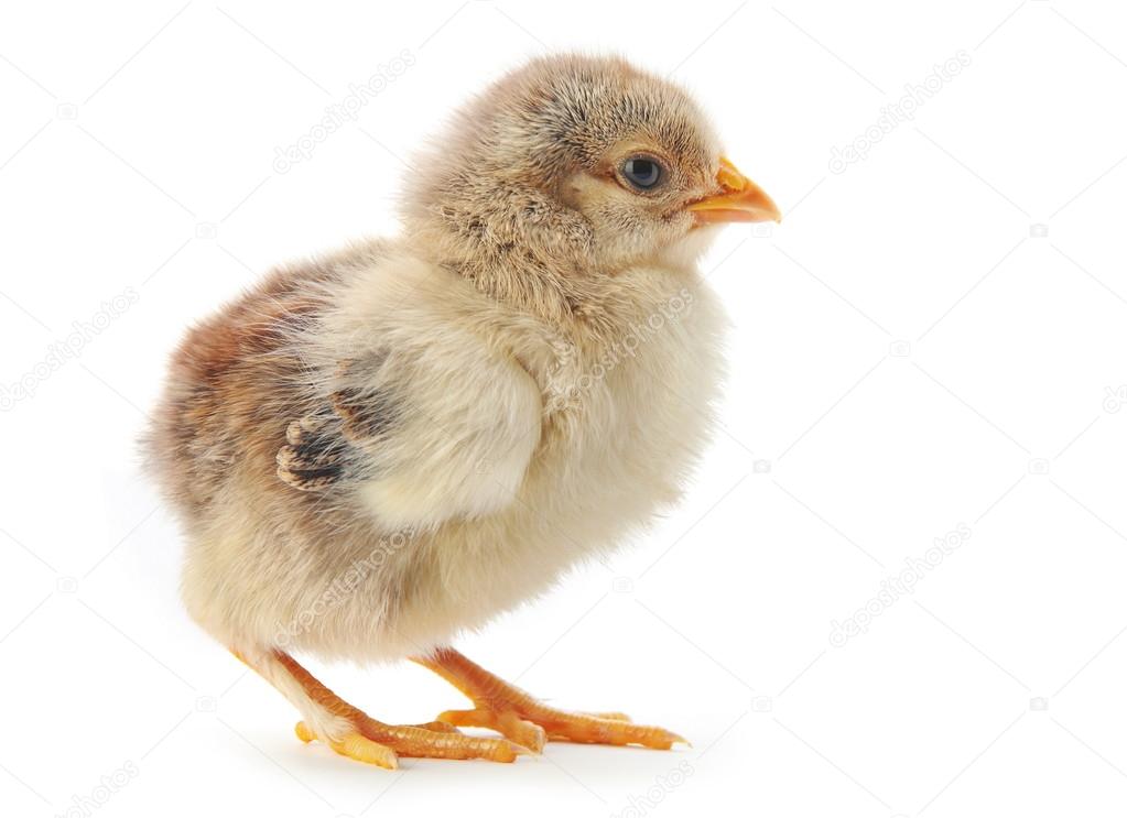 Young chicken — Stock Photo © jimbo3904 22533807