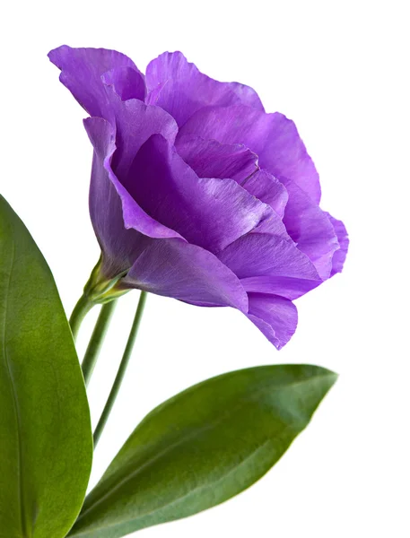 Eustoma flower — Stock Photo, Image