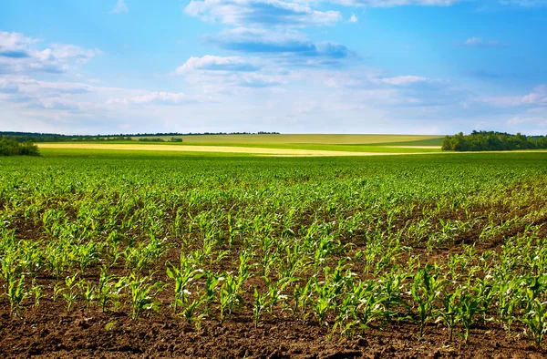 Young corn field — Stock Photo, Image