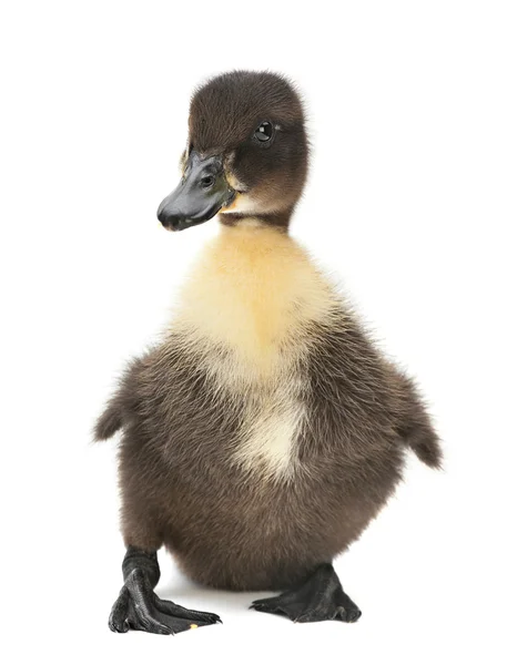 Noworodka black duck — Zdjęcie stockowe