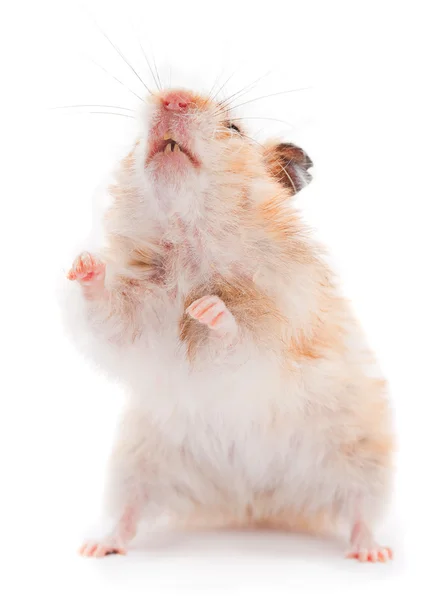 Standing hamster Royalty Free Stock Images