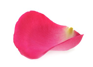 Pink rose petal clipart