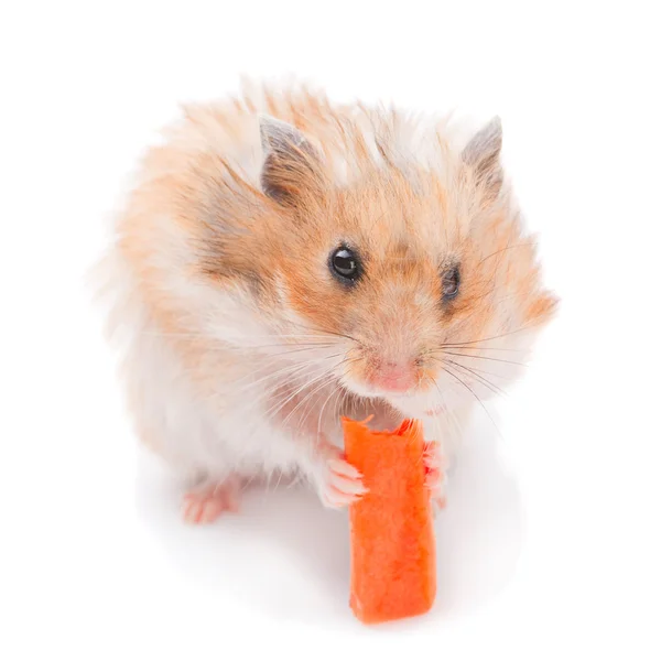 Hamster äter morot — Stockfoto