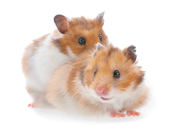 Twee hamster — Stockfoto