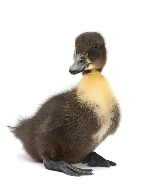 Νεογέννητο black duck — Φωτογραφία Αρχείου
