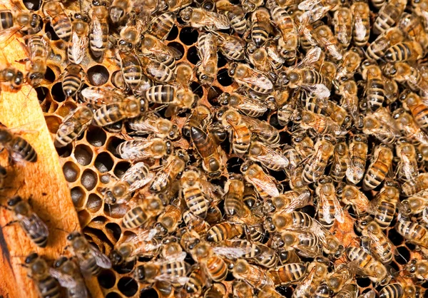 Bee werken — Stockfoto