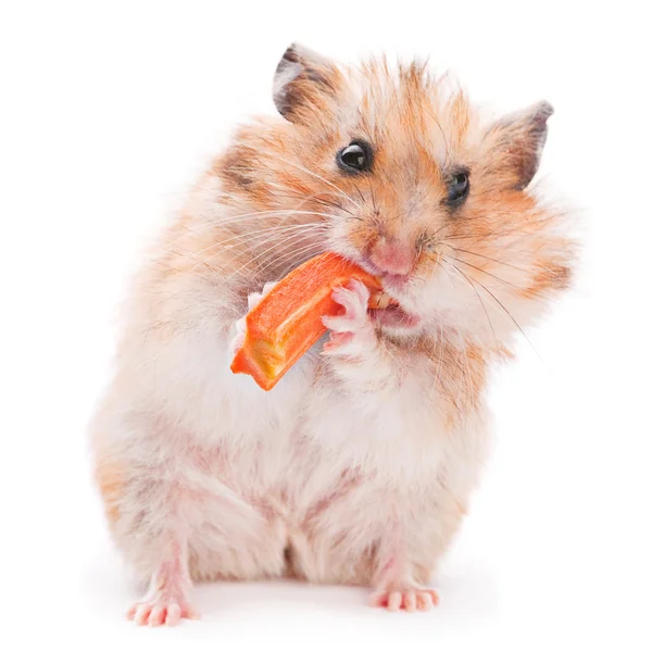 Comendo hamster Imagem De Stock