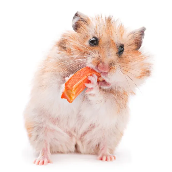 Hamster eating — Stock Image Hamster eating Stock Picture