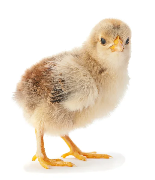 Новорожденная курица — стоковое фото