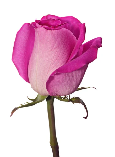 Rosa rosa rosa cabeça — Fotografia de Stock