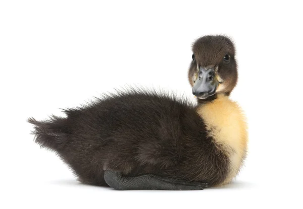 Pasgeboren black duck — Stockfoto