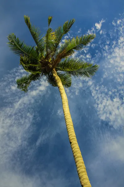 空に生まれた — ストック写真