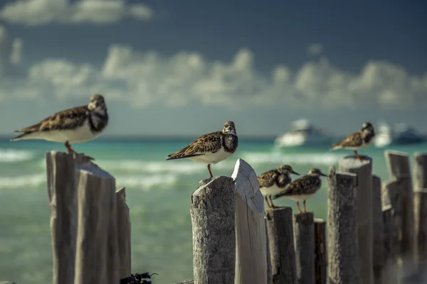 Pláž ptáci Stock Snímky