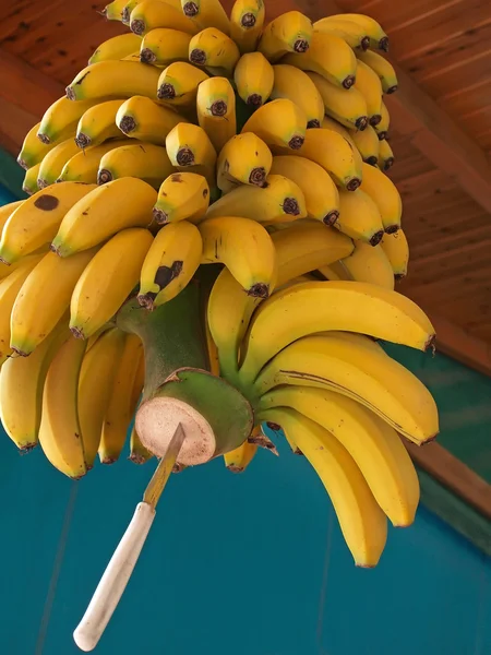 Blütenstand reife Bananen — Stockfoto