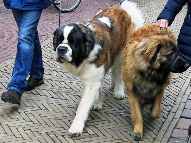 A nice couple of huge dogs clipart