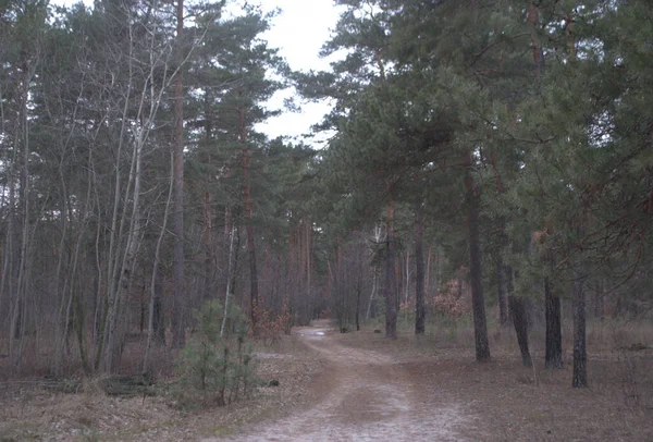 Arbres Route Dans Forêt — Photo