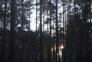 Güneş batarken, karanlık ormanın çam ağaçları arasında.