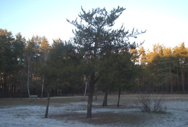 Ormanda kış ve günbatımı