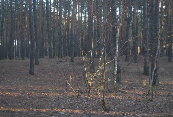 beautiful landscape with a tree in the forest in the evening