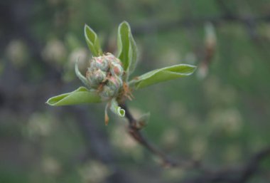 tomurcukları ve yaprakları olan bahar dalı