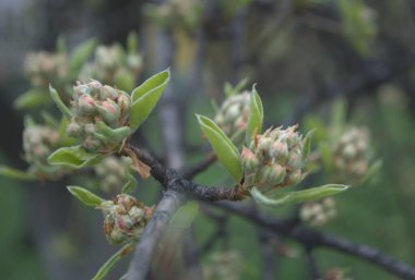 Bahar dalında tomurcuklar ve yapraklar