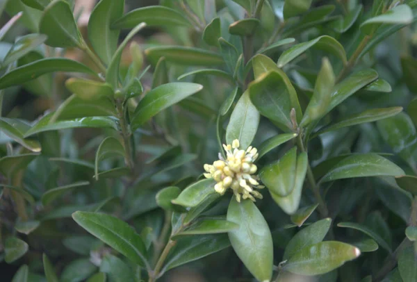 Close Boxwood Leaves — 스톡 사진